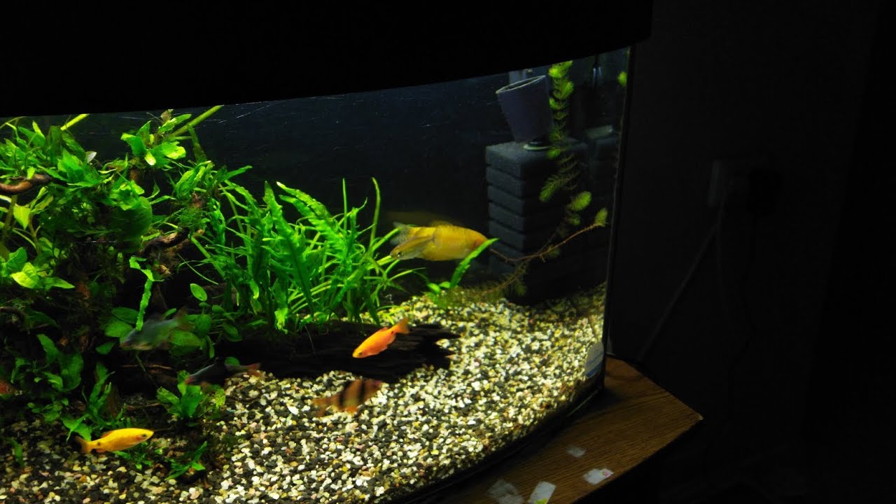 Оформил аквариум заново. Моя новая история.