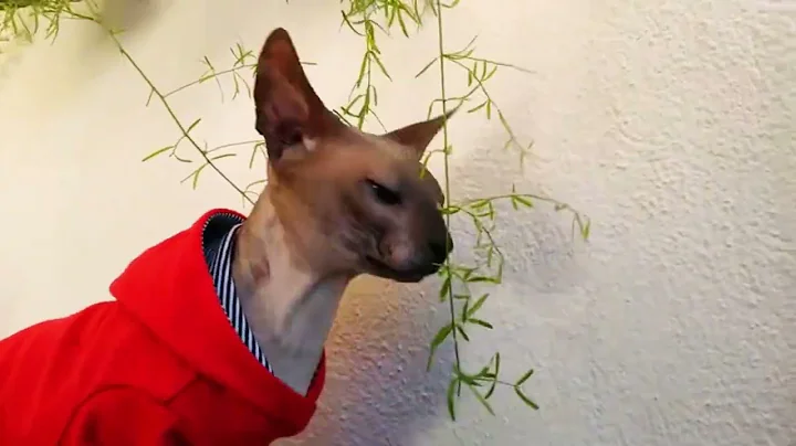 Watch the video about Newborn Adorable Hairless Cat Baby(Sphynx cat) / Cute And Funny Cat Videos
