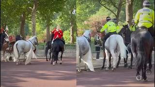 Buckingham Palace Chaos: Loose Horse Stopped By Guards