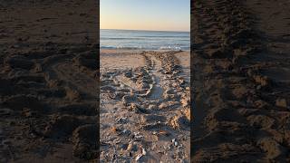 Day 3 of “come find our first sea turtle nest with us” #seaturtleconservation
