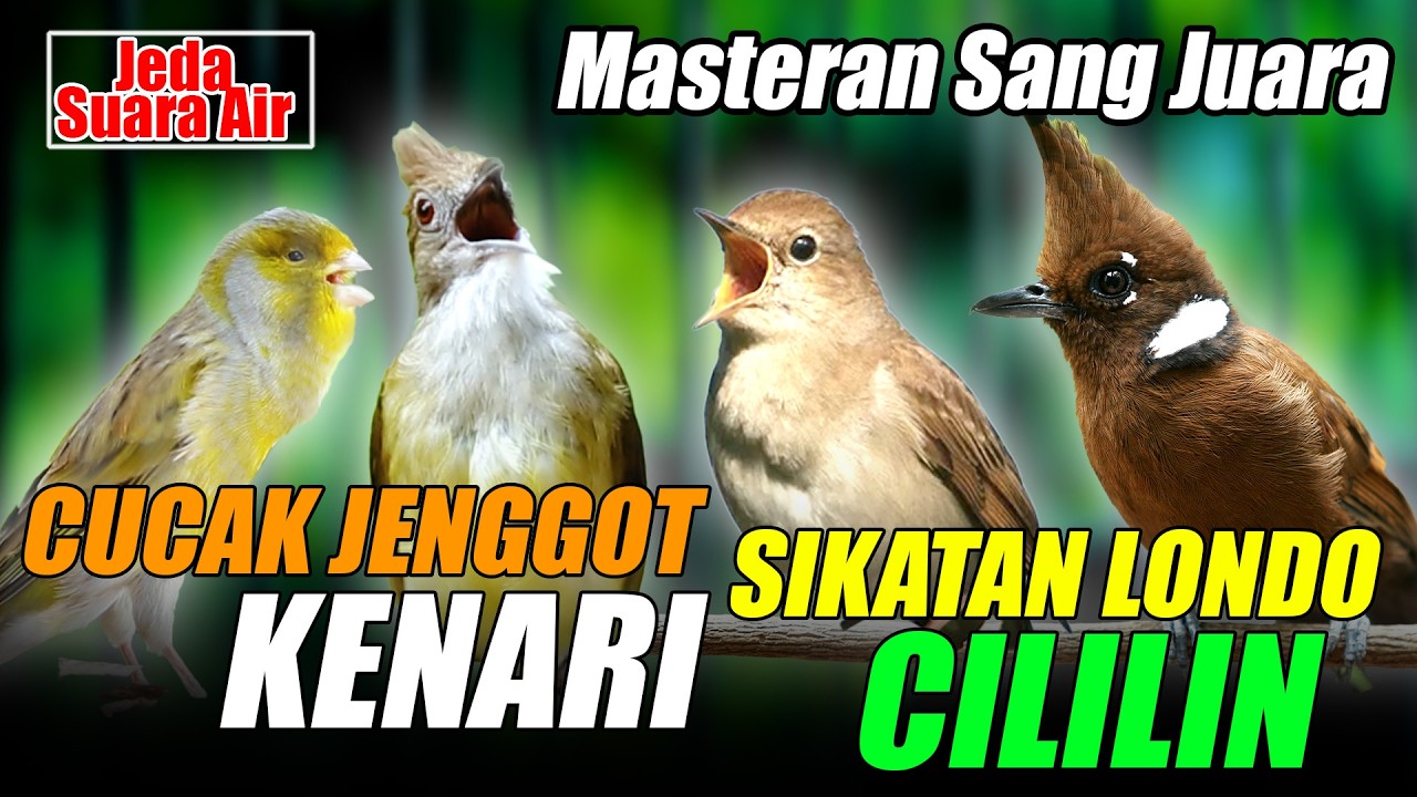 SIKATAN LONDO - KENARI - CILILIN - CUCAK JENGGOT | JEDA SUARA AIR