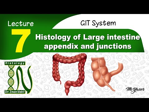 7- Large intestine, appendix and junctions 2021-Histology-Second year-5-GIT 2021