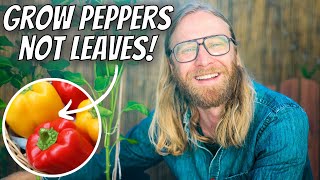 10 PEPPER MISTAKES Will DESTROY Your Harvest 🌶️💀 by Nextdoor Homestead 7,475 views 9 months ago 11 minutes, 26 seconds