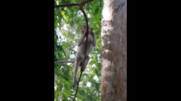Monkeys climb trees🐒🌳🌿🍃#monkey #shortsvideo #amazon #dzistic