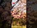 Cherry Blossom Timelapse in 8K | The Beauty That Lasts Only Moments