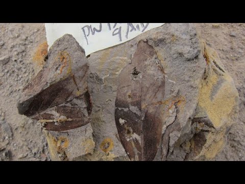 Fossils of Leaves in Borneo Reveal an Ancient 4 Million-Year-Old Forest