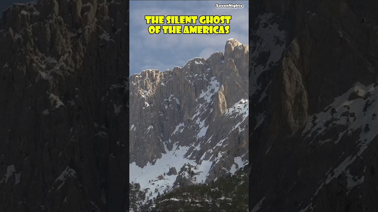 The Silent Ghost of the Americas #travel #explore #silent #ghost #americas #wildlife #cougar #shorts