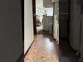レーザーポインターでダッシュする猫#shorts