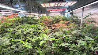10x10 organic tent clean up