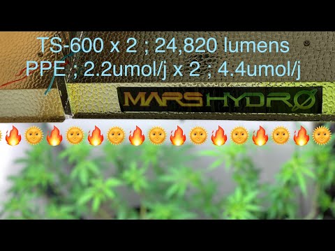 ALOHA LIMONE EP. 2 ON THE FLIPSIDE