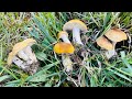 Mushroom hunting in Italy / Spring / Funghi Prugnolo