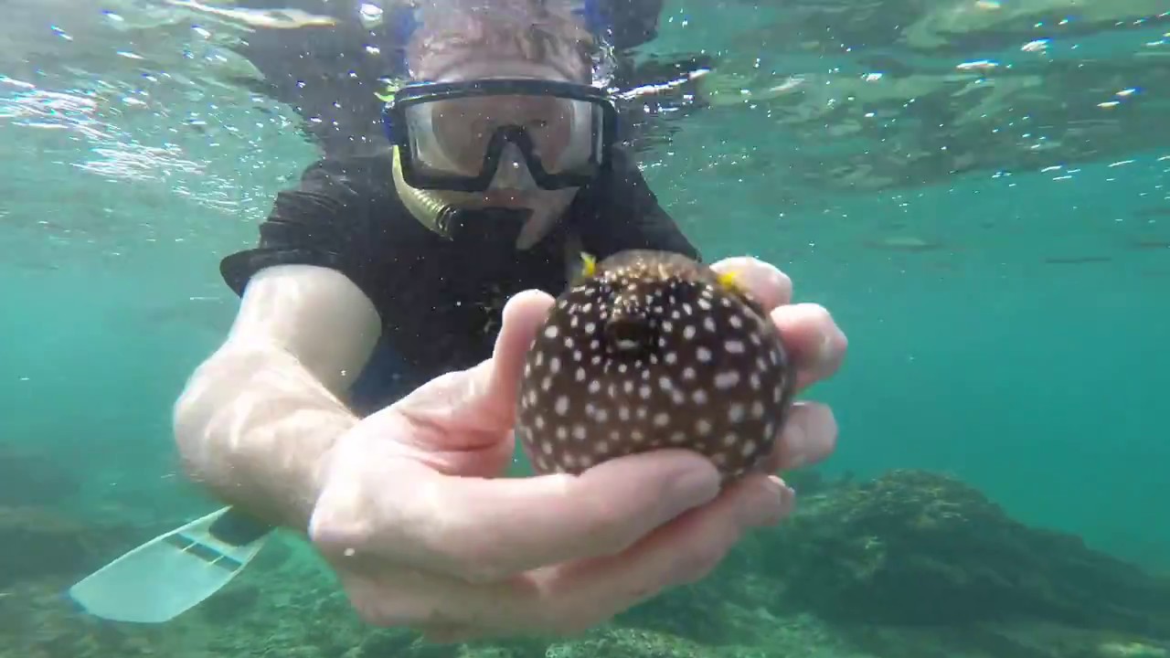 Catching Pufferfish YouTube