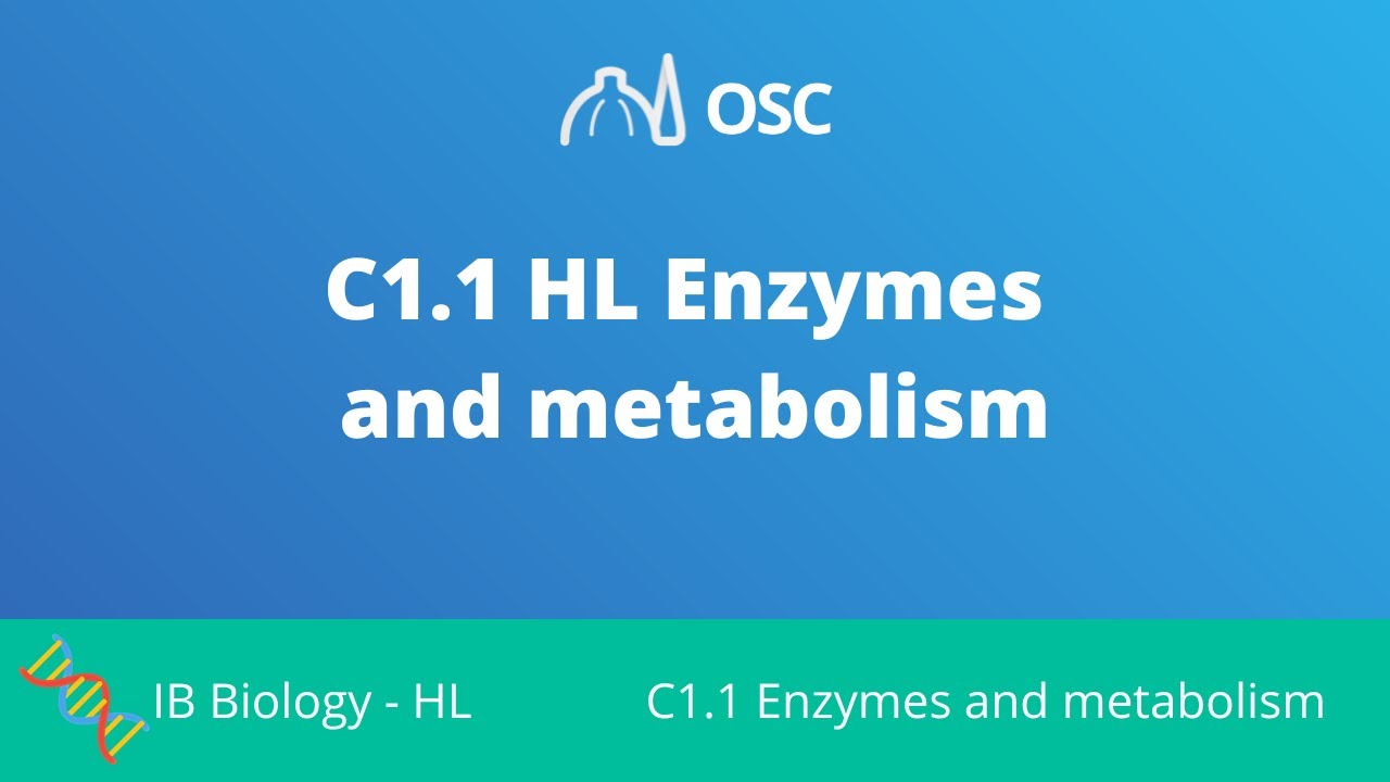 ⁣C1.1 HL Enzymes and Metabolism [IB Biology HL]