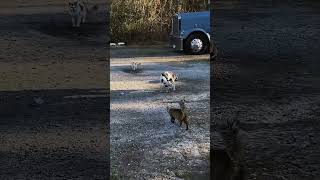 Part 83  #funny #cat#SatisfyingVide