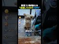 普通に会話してる犬TOP5 🐶💬