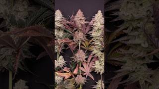 2026 Hunting Season - Top 8   Which two do you want to grow? 18 down to 8 - Solo Cup Strain Phenos