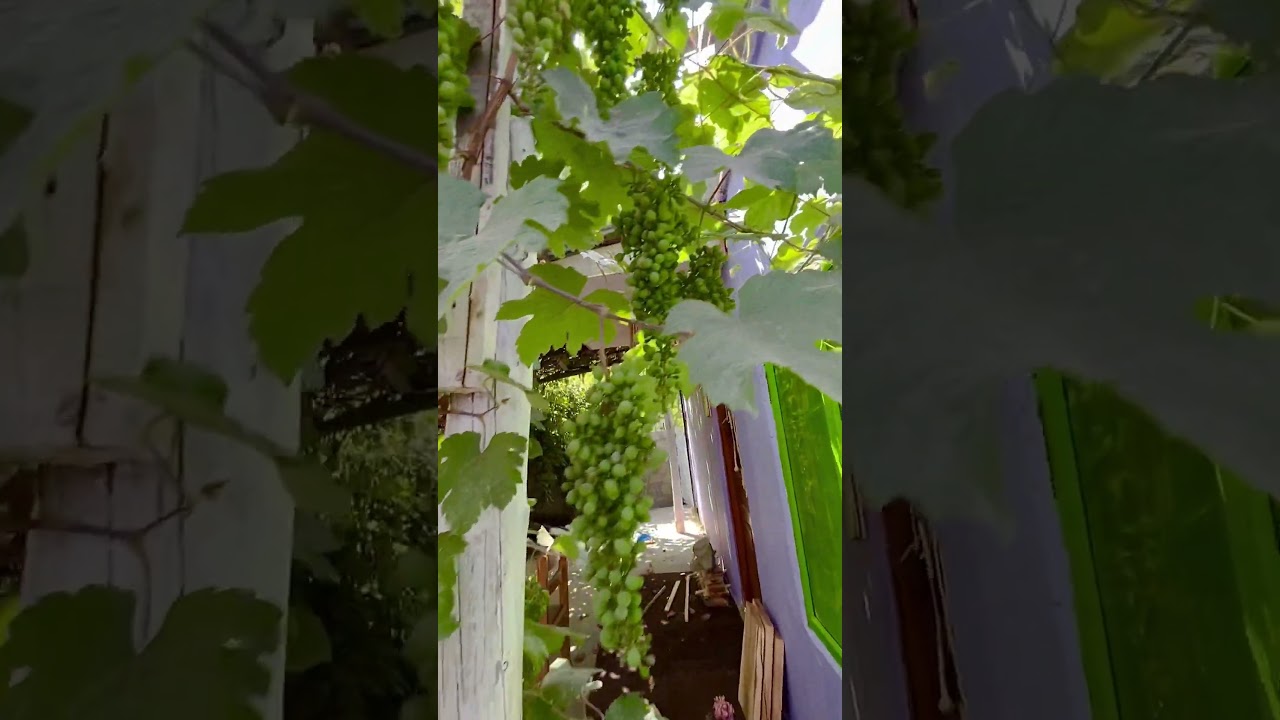 80 Years Old Grape Tree At Our Home Stay Is Full With Grapes 😍😍 