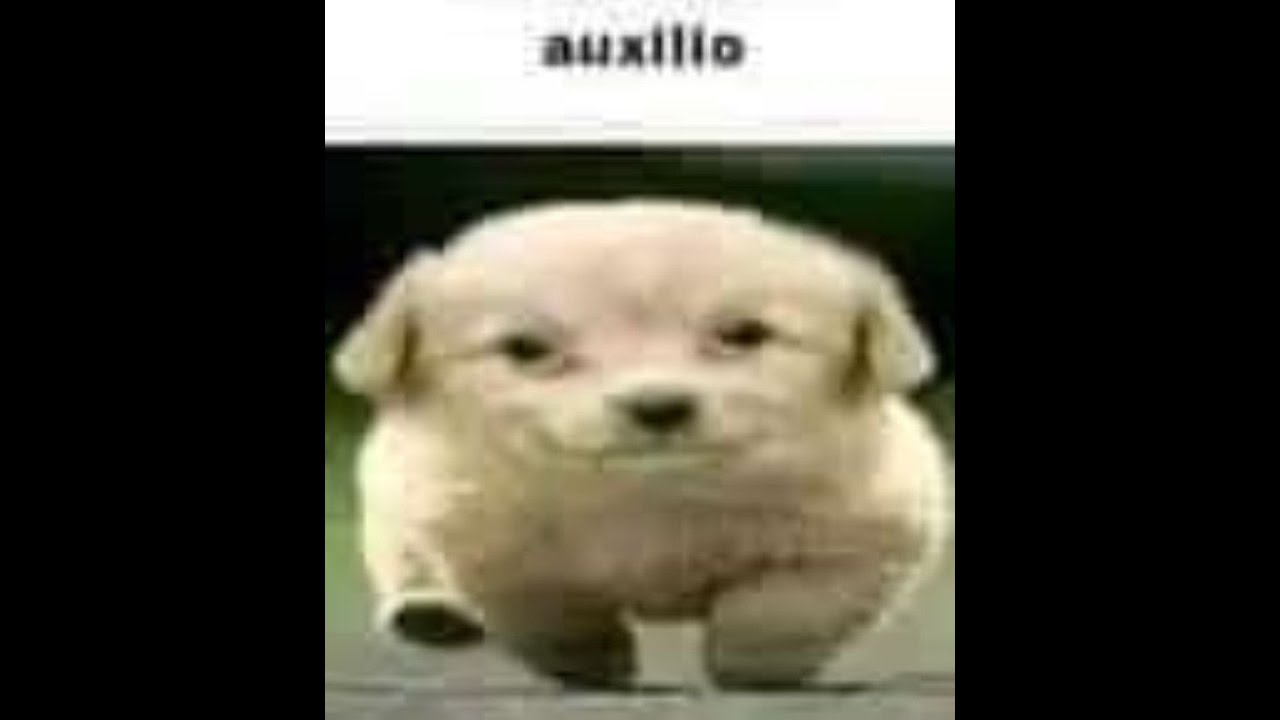 Animal Charities  Heroes for Our Furry