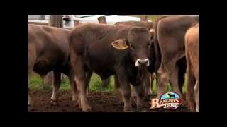 185 RANCHO PASO HONDO SUIZO EUROPEO