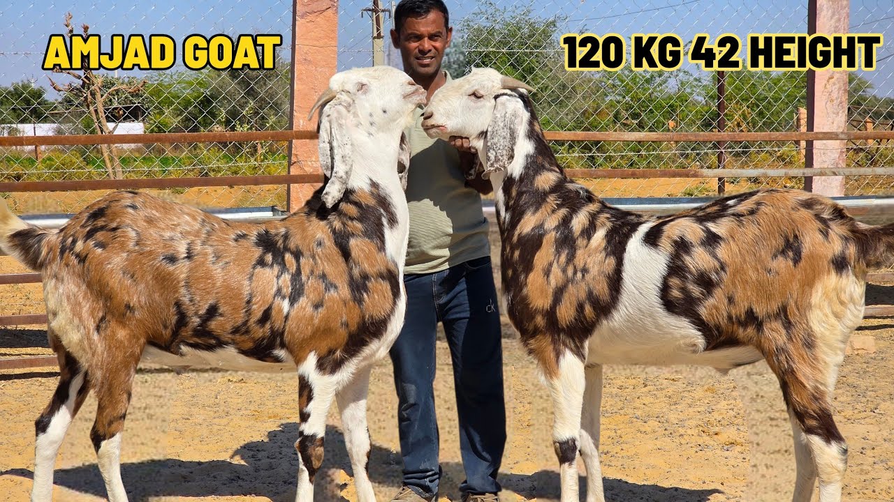 120 KG GUJRI FIR SE EK BAAR AMJAD GOAT | PALTI KE MATLAB KE BAKRE 