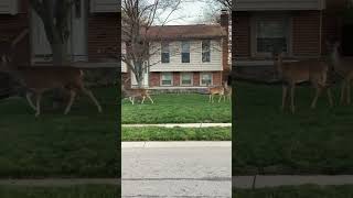 Celebrity Gorgeous gang of 4 deer walking one after the other-USA-OH-Creative Kids#nature #animals#deer#shorts Net Worth