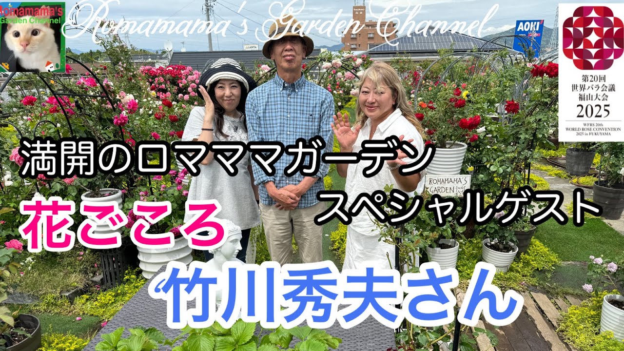 【満開のばら】竹ちゃんと河本ばら園さんの最新品種　#花ごころ　#河本バラ園