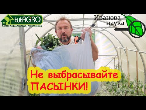 Ни в коем случае не выбрасывайте пасынки! 4 способа эффективного использование пасынков.