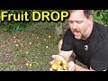 Why is My Tree Dropping Fruit & How to Stop Fruit Drop Why is My Tree Dropping Fruit & How to Stop Fruit Drop