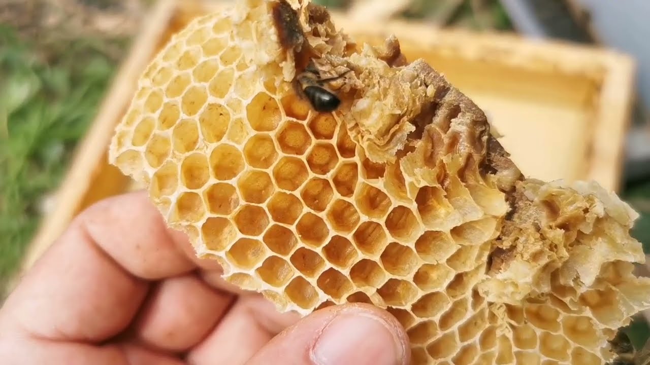 سؤال مهم للنحالين بخصوص الزوائد الشمعية... السؤال في آخر الفيديو // منحل أمين ولدسعيد الجزائر