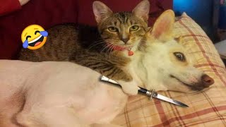 Real Funny Cats | Crazy Cats Part 05 #cat #funnycats