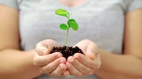 RNeasy Plant Mini Kit  Purify total RNA from plants and fungi