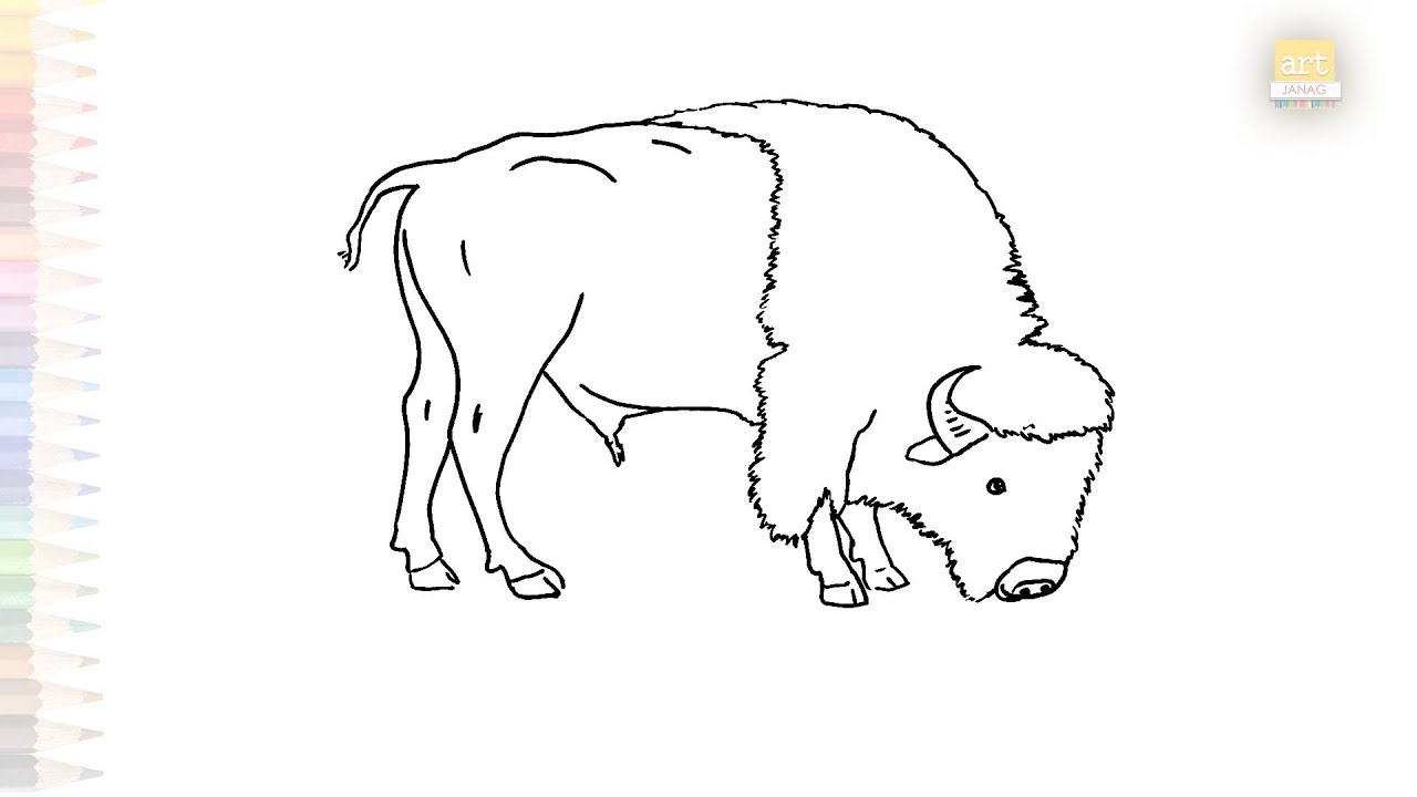 American bison drawing easy | Animal drawing videos | How to draw A ...