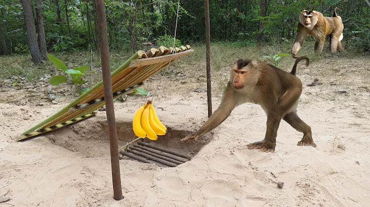Easy Monkey Trap Using Small Water Bottle and Blue Pipe Cardboard