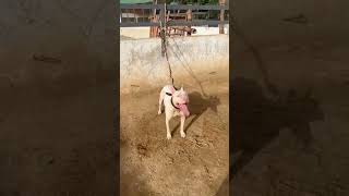 Pink Nose Kohati Gultair