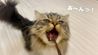 カツオのジャーキーをあげたら食いしん坊過ぎてこうなりました…(笑)