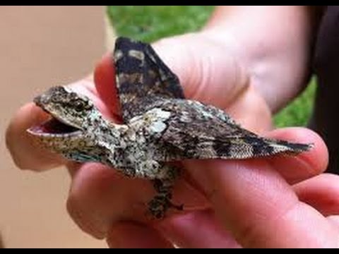 dragon real baby found malaysia