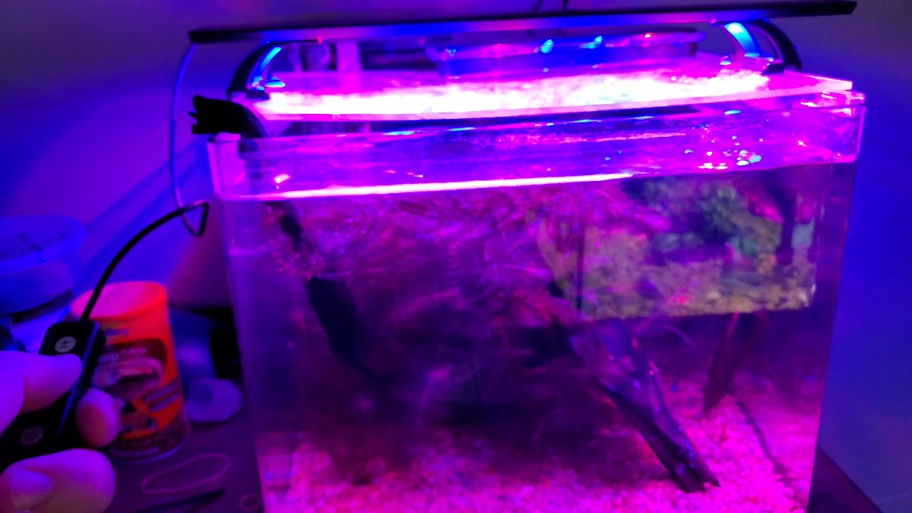 Hygger Full Spectrum Aquarium Light In Depth Review (14W 18"24") YouTube