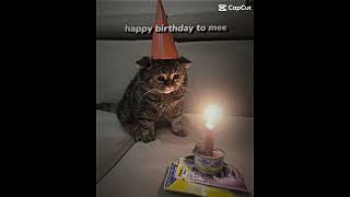 #bday #birthday #mybirthday #alone #cat #sad #sadcat #kitty #bday #birthday #mybirthday #alone #cat #sad #sadcat #kitty