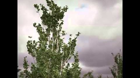 My practice with Speedtree