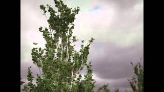 My practice with Speedtree