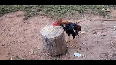 Qhia Saib Nplai Taw  Khone Poke.