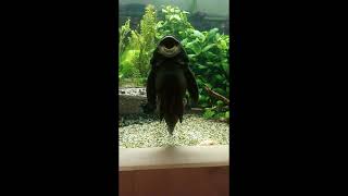 Warum Gehen Meine Pflanzen Im Aquarium Ein?