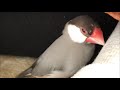 お姉ちゃんを起こすつもりだったのに一緒に寝てしまう文鳥 あずき