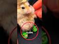 Nobody Warned Me Hamsters Could Wear Crocs😭
