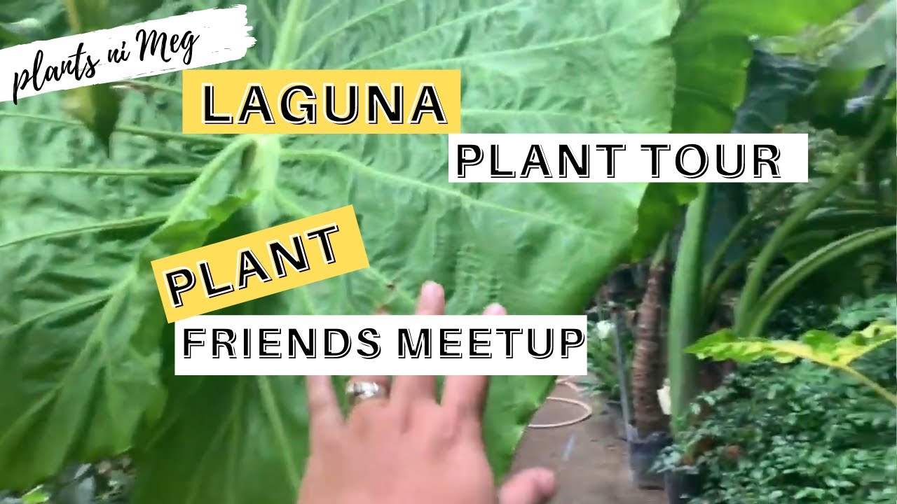 LAGUNA PLANT SHOPPING & PLANT FRIENDS MEETUP (2019) YouTube