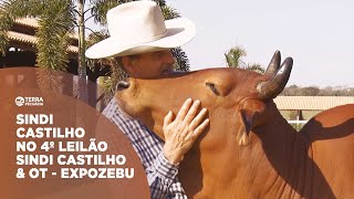 TERRA PECUÁRIA - SINDI CASTILHO NO LEILÃO SINDI CASTILHO & OT EXPOZEBU 2024