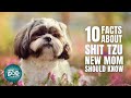 10 Important Facts about Shih Tzu Every New Mom Should Know