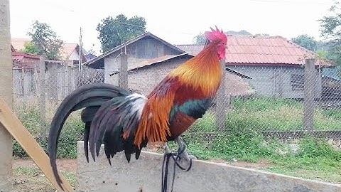 ไก่ต่อปะสมลูกไก่ป่า f1 ออกมาเปันลูก  f2 qaib qus phom 2 qua zoo heev li