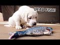 My Puppy Reacts To Floppy Fish