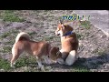 みんなで遊ぼう！